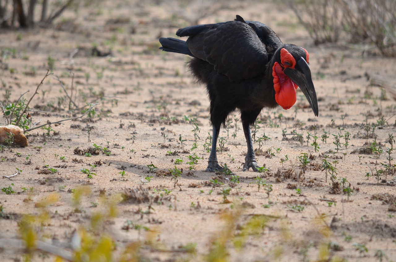 A Cultural Voyage Through India's Hornbill Festival